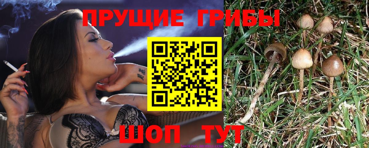 Псилоцибиновые грибы прущие грибы Гулькевичи
